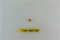 藏品(長趾股窗蟹)的圖片